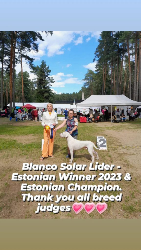 dogo argentino