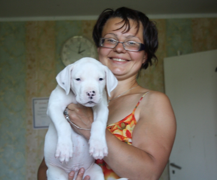 dogo argentino puppy